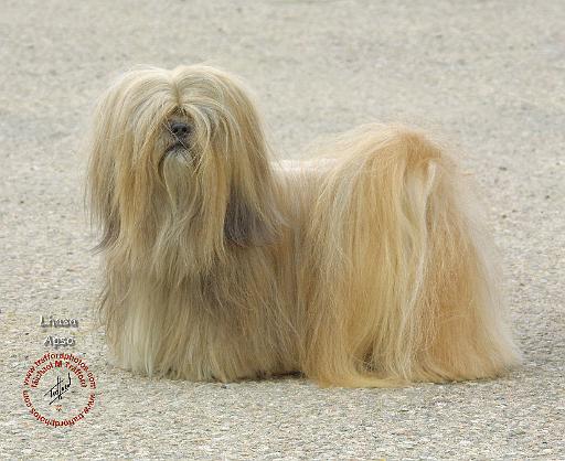 Lhasa Apso 8W062D-22.JPG